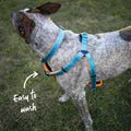 Active Walking Harness
