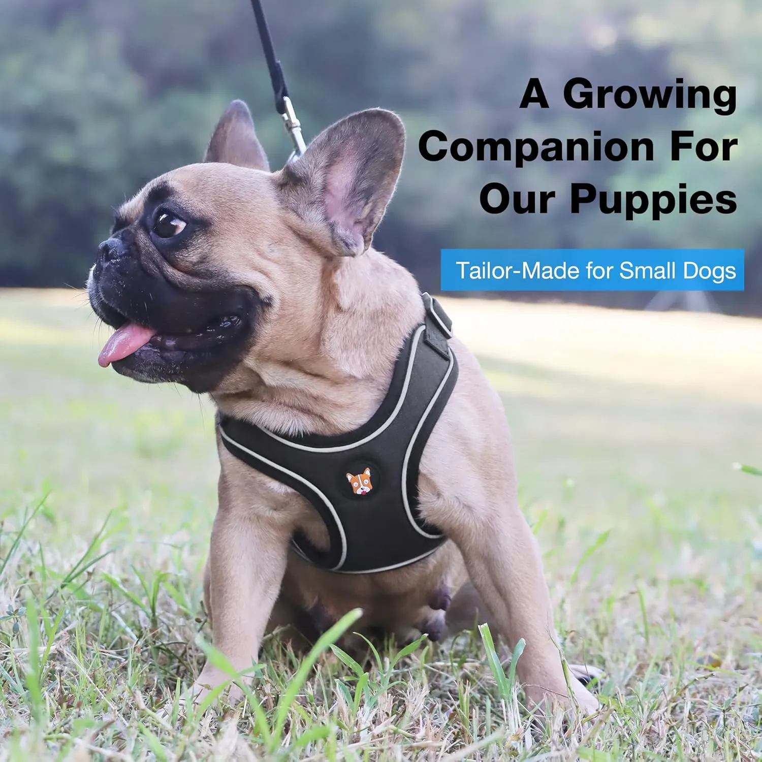 Adjustable Dog Harness Vest and Leash Set for Small, Medium Dogs No Pull, Step in Escape Proof Reflective Easy Walk Puppy Harness, Black, S (Comes with A Measuring Tape)