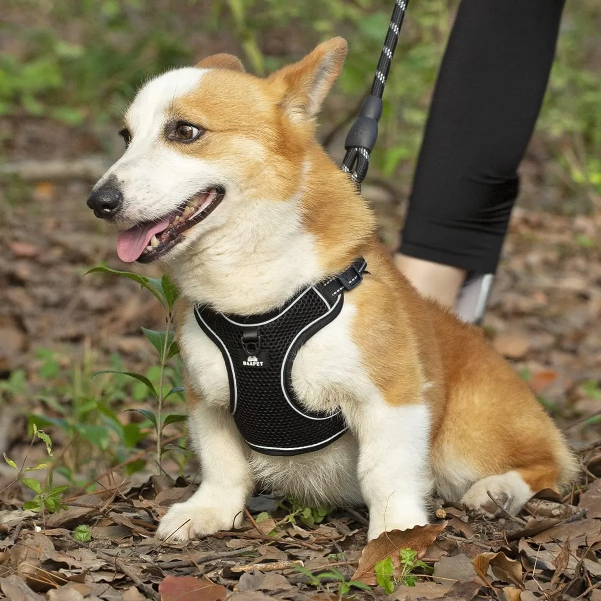 BAAPET Breathable Dog Harness for Small Puppy, Medium Dogs Step-in and Air Mesh with 6 Feet Reflective Rope Dog Leash (M - 6 FT x Chest (18~22''), Black)