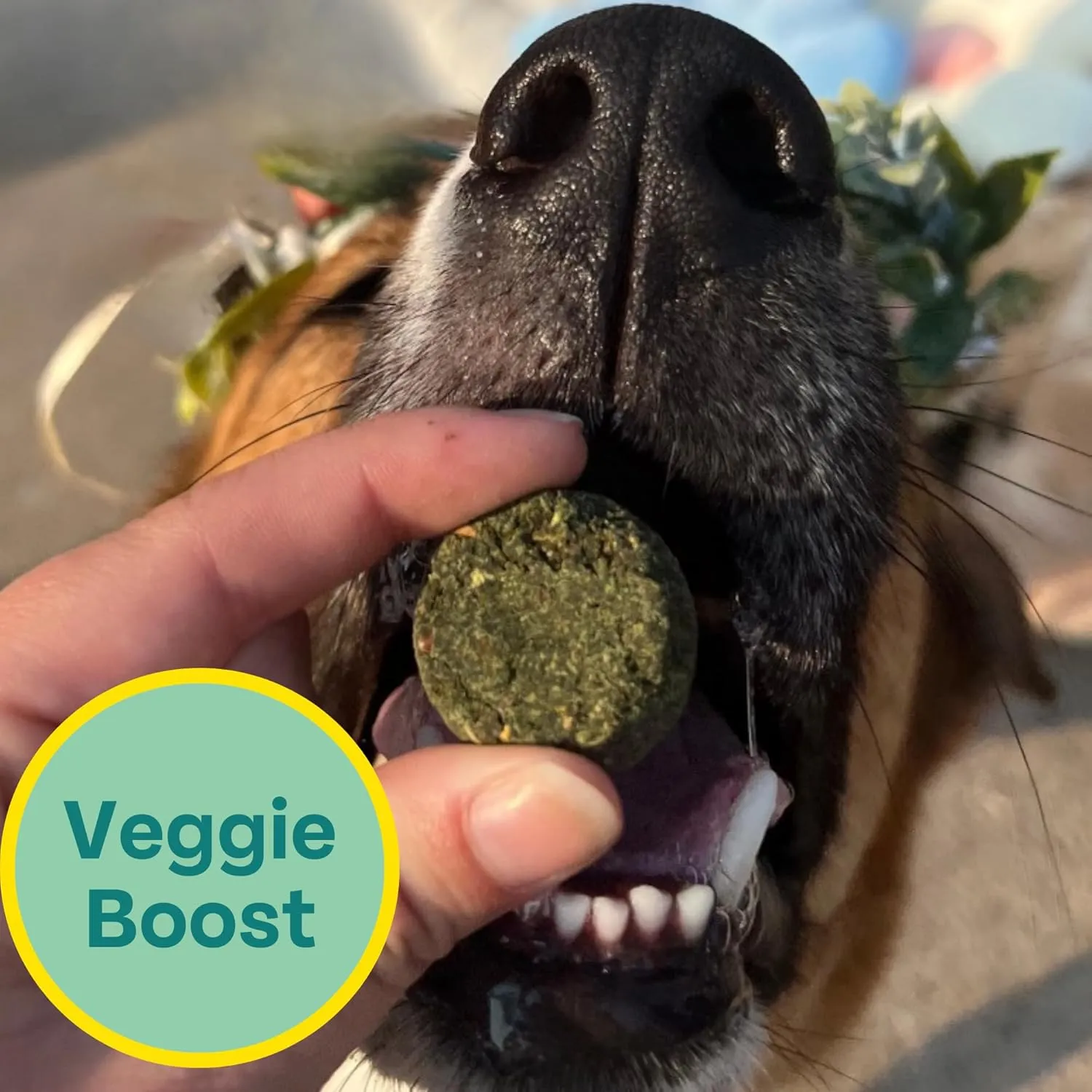 Chippin Dog Treats, Healthy Ingredients, Kale, Carrots, Spirulina, for Small, Medium, Large Dogs, Puppies, Seniors, Birthday Gift, Dog Training, Hypoallergenic, Made in USA, Training Treat