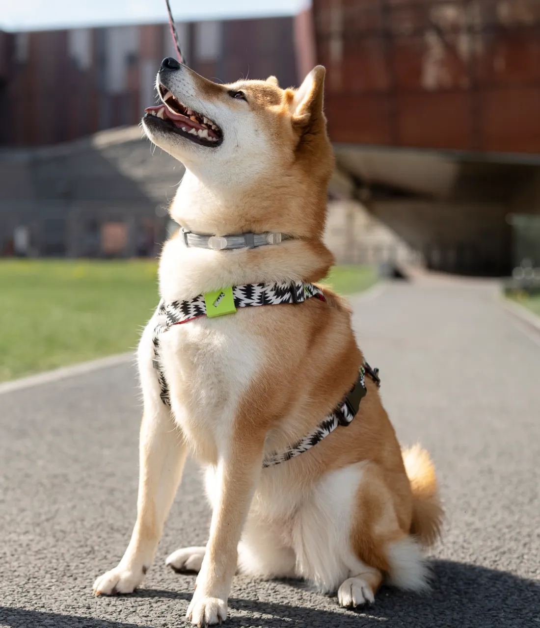 Dog collar belt