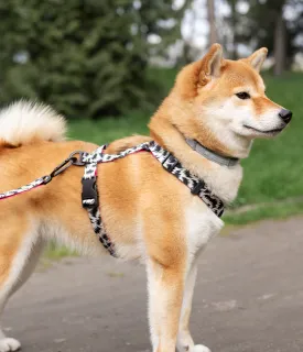 Dog collar belt