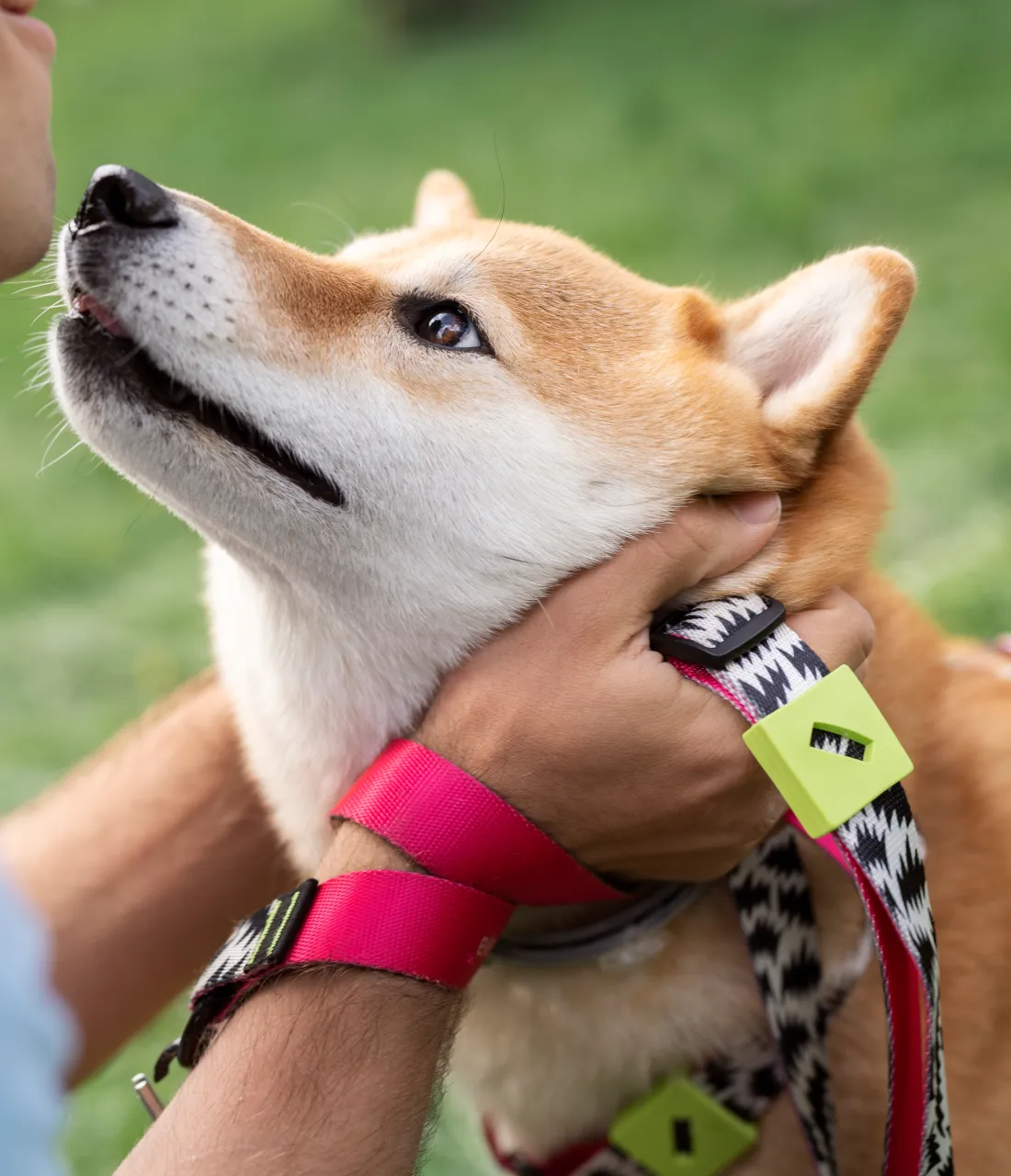 Dog collar belt