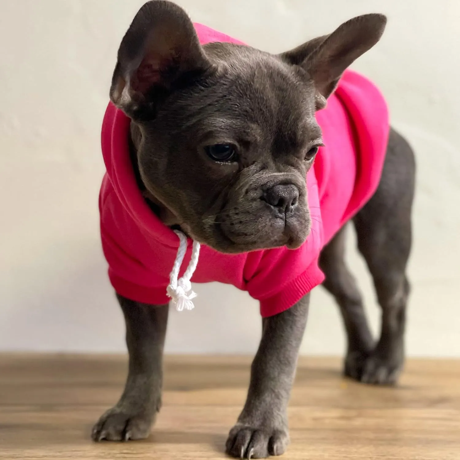 My Mom is Single Dog Hoodie Fleece Lined Pullover Sweatshirt with Leash Hole (Black, 6X-Large 115)