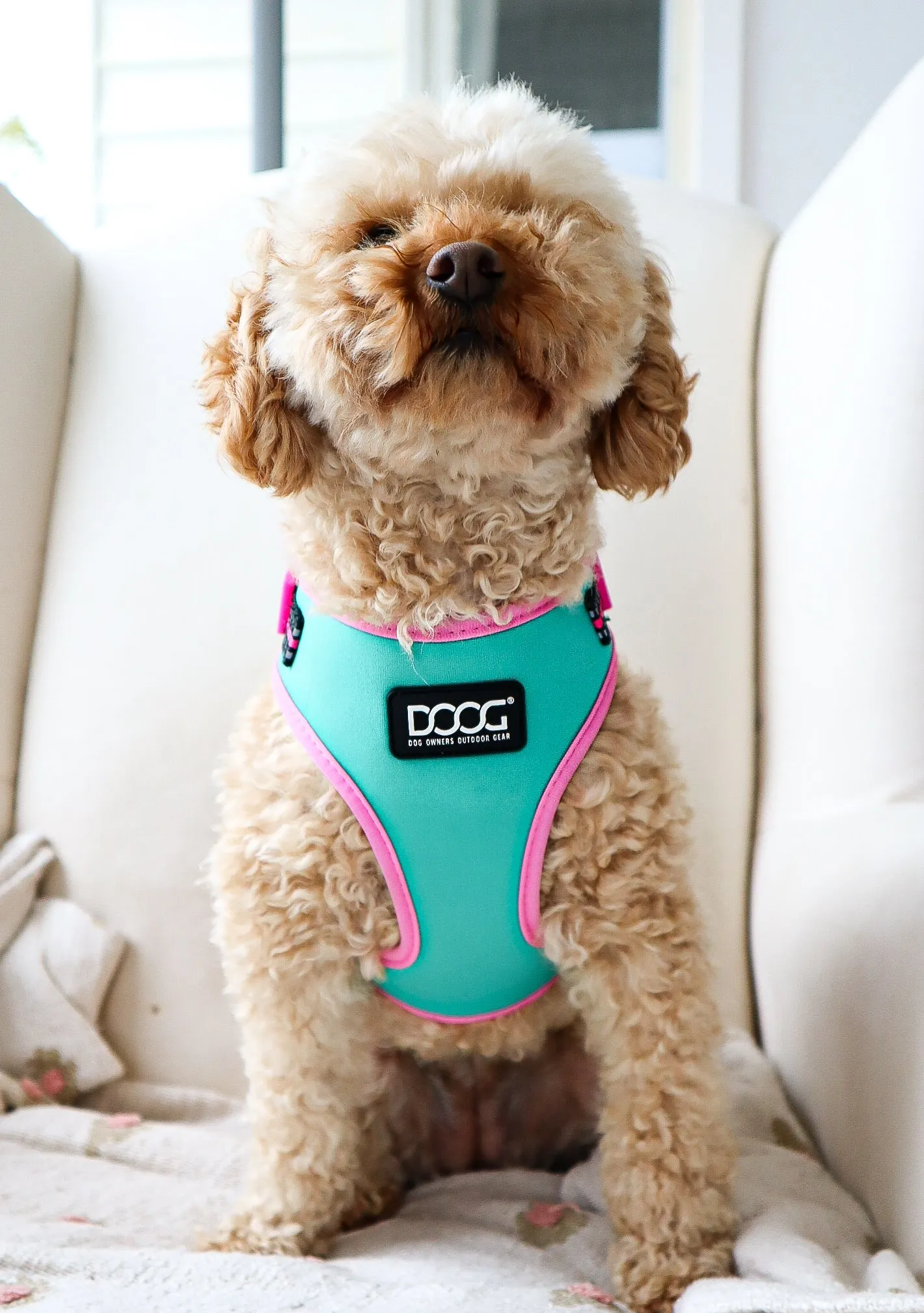 Neoflex Soft Harness - (Neon High Vis) Rin Tin Tin