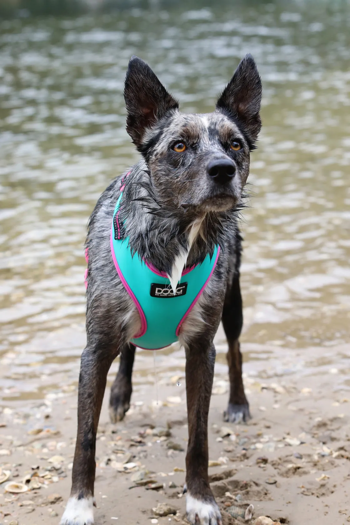 Neoflex Soft Harness - (Neon High Vis) Rin Tin Tin