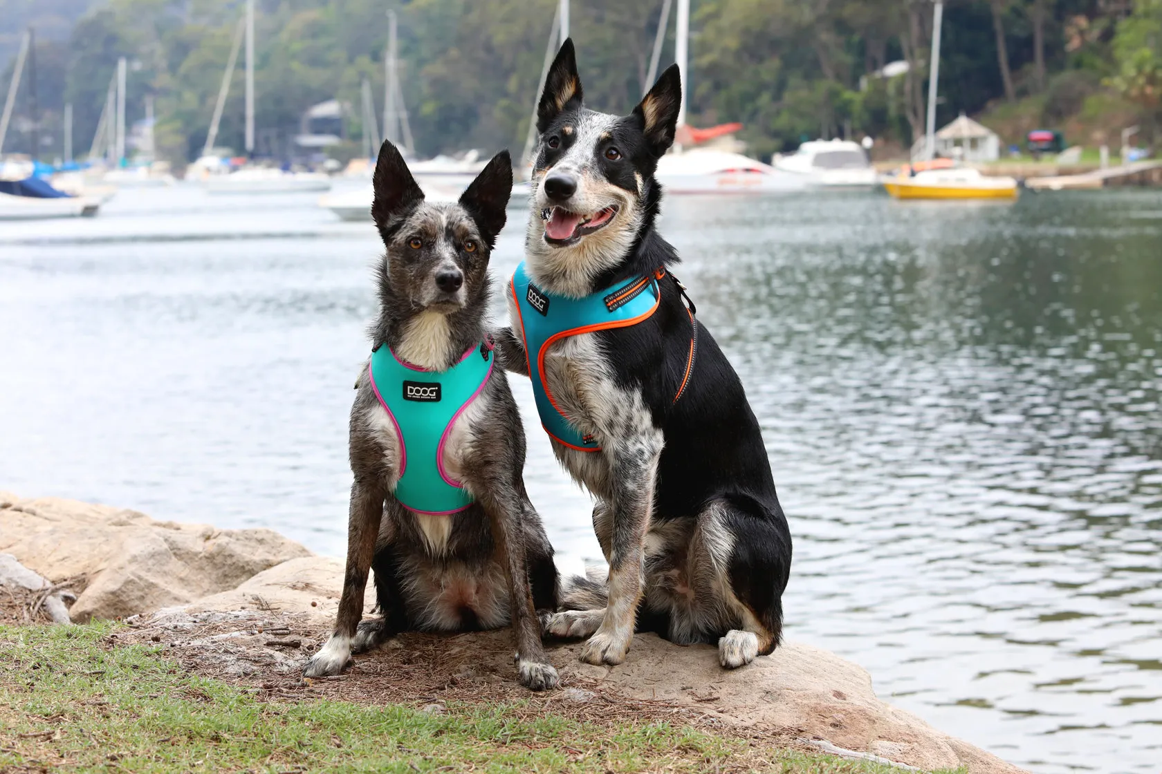 Neoflex Soft Harness - (Neon High Vis) Rin Tin Tin