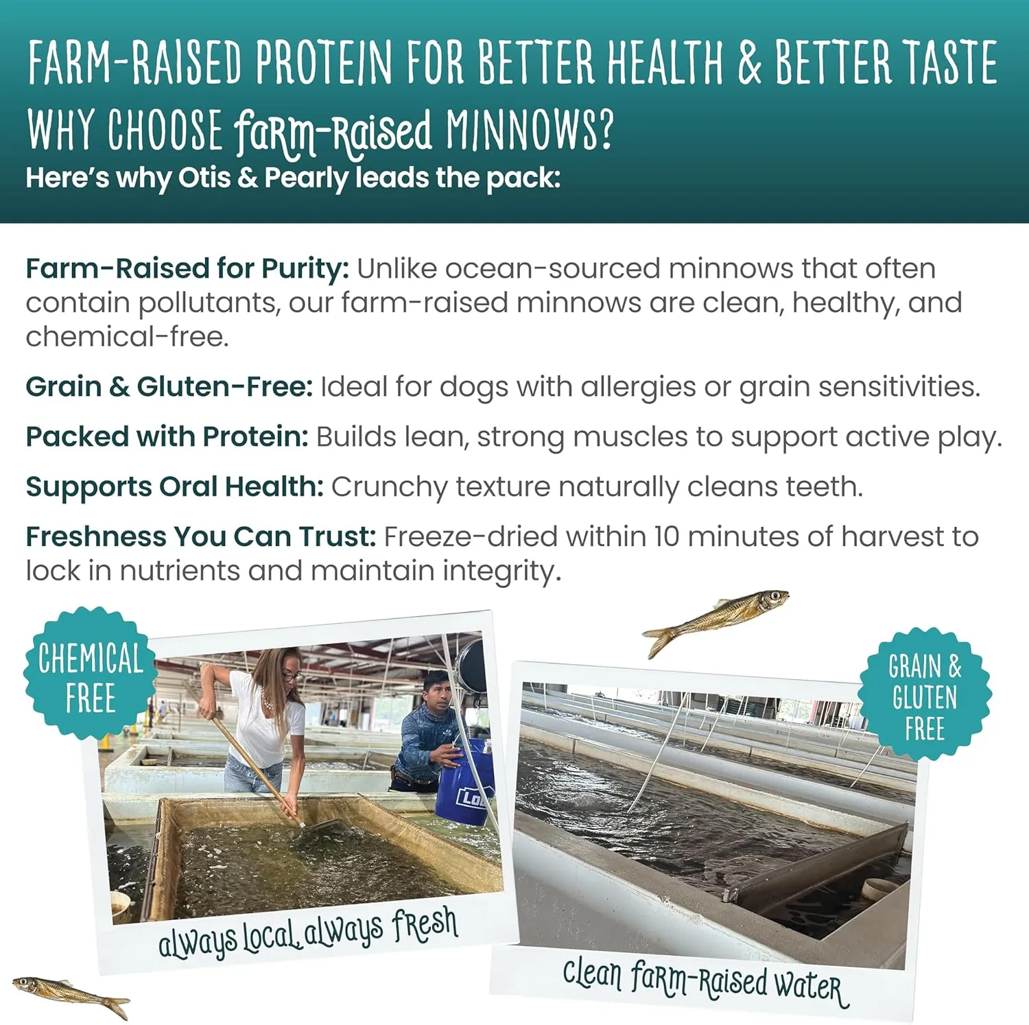 Otis & Pearly Freeze Dried Minnow Dog Treats - Single Ingredient, Made in USA - Healthy Protein Treat for Small, Medium, Large Breeds, Cats (4 oz)