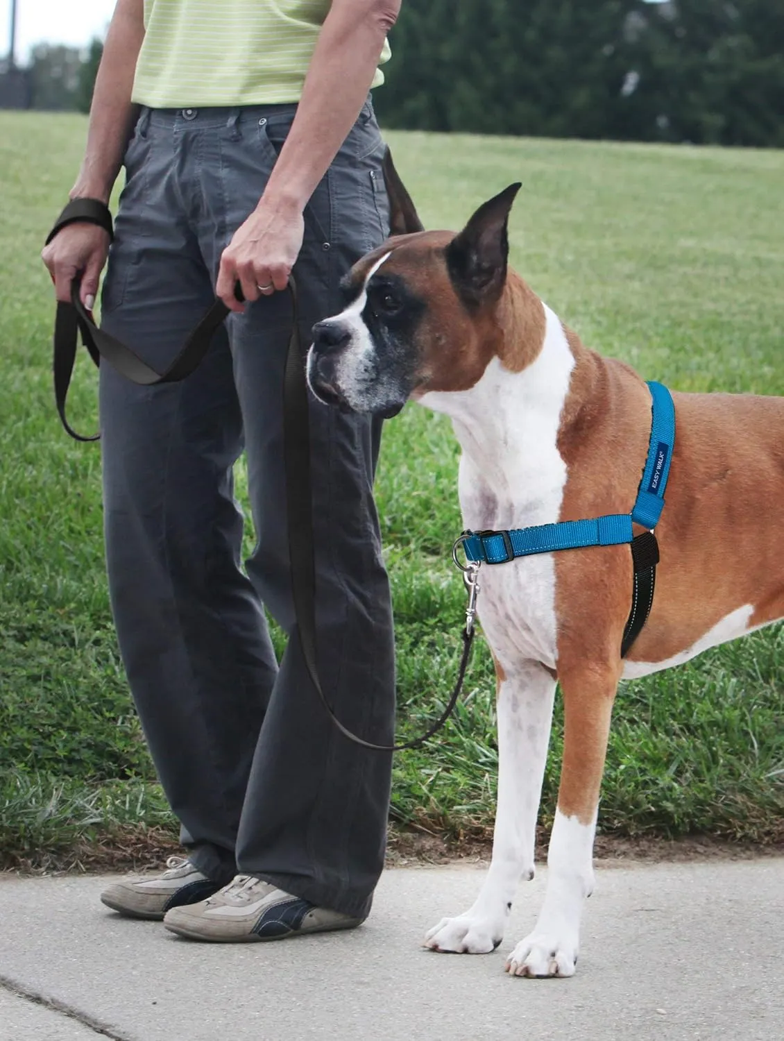 PetSafe Easy Walk Deluxe Dog Harness, No Pull Dog Harness  Perfect for Leash & Harness Training  Stops Pets from Pulling and Choking on Walks  Large, Ocean