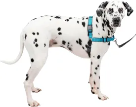 PetSafe Easy Walk Deluxe Dog Harness, No Pull Dog Harness  Perfect for Leash & Harness Training  Stops Pets from Pulling and Choking on Walks  Large, Ocean