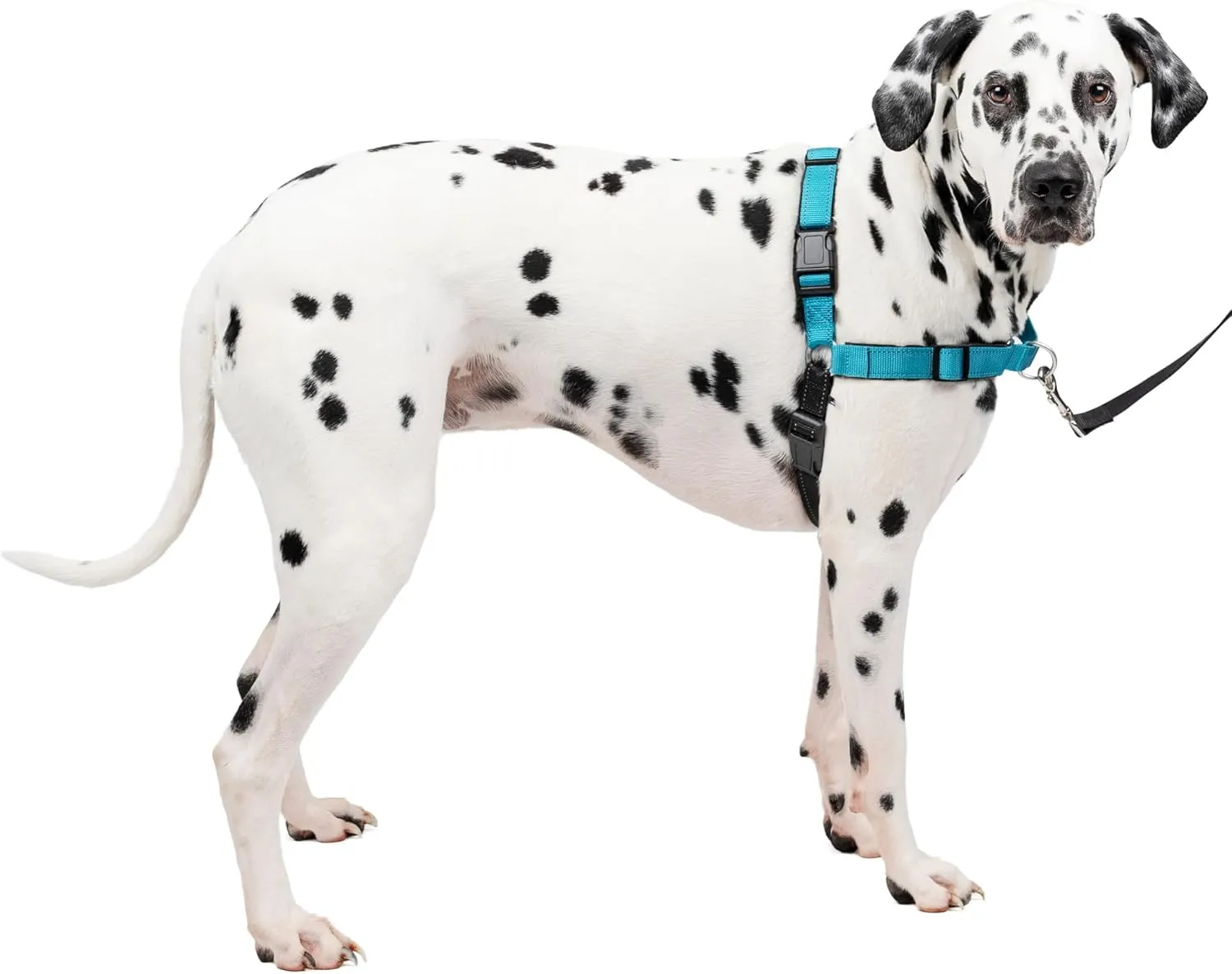 PetSafe Easy Walk Deluxe Dog Harness, No Pull Dog Harness  Perfect for Leash & Harness Training  Stops Pets from Pulling and Choking on Walks  Large, Ocean
