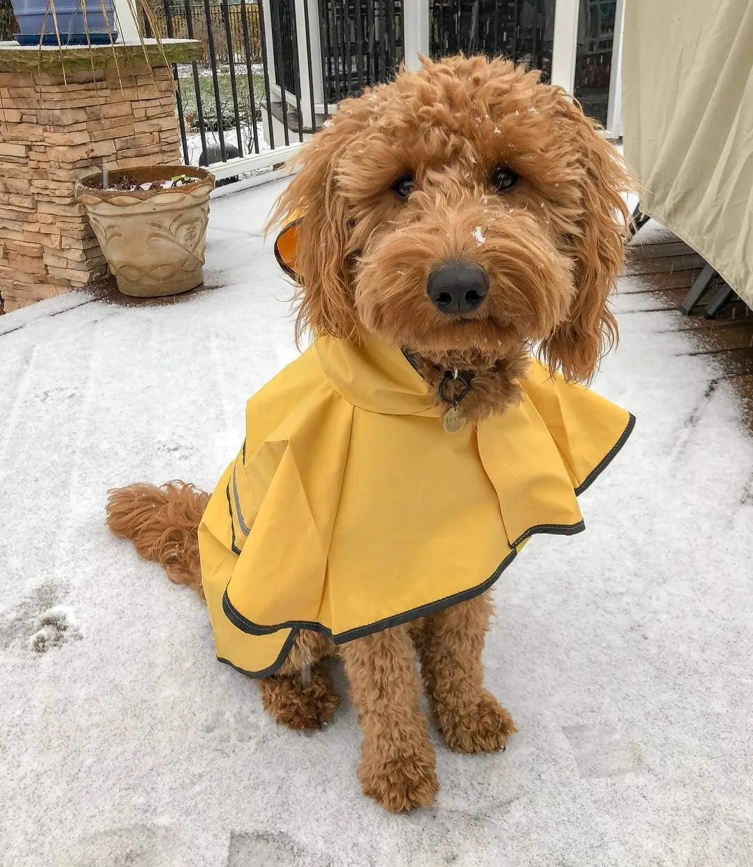 SPOT Rainy Days Slicker - Yellow Dog Rain Jacket With Hood, Reflective Strip for Safety, Leash Hole & Adjustable Velcro Belly Strap, 100% Polyester Water Resistant Pet Raincoat - X-Small, 8in Long