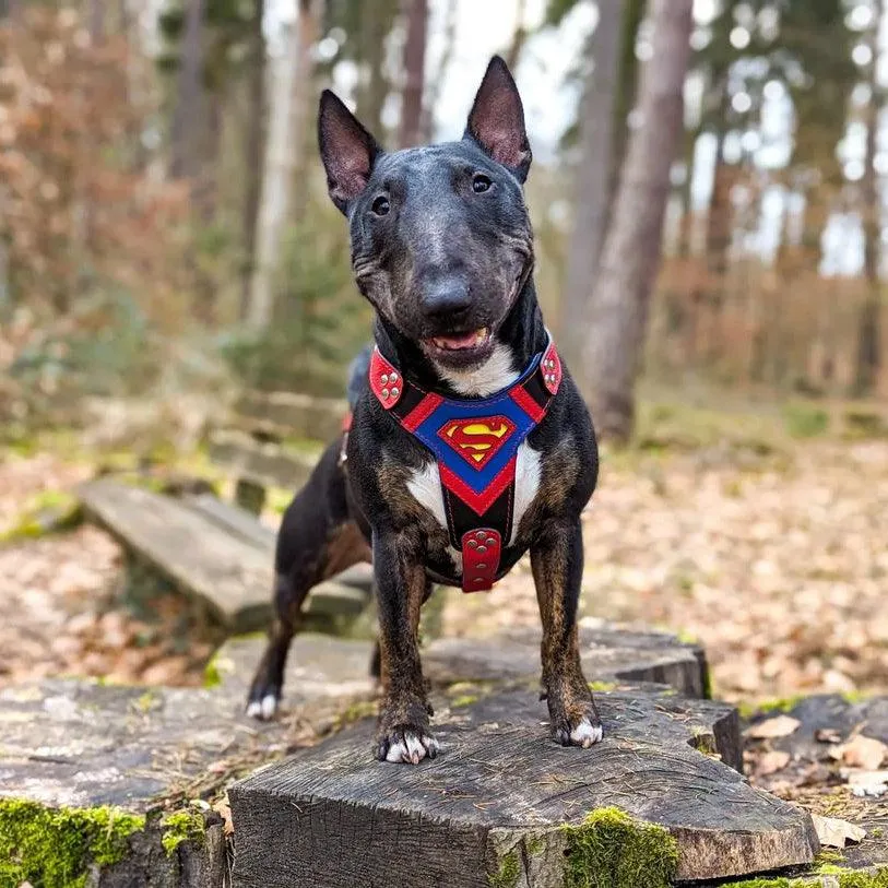 ''Superman'' harness Medium Size