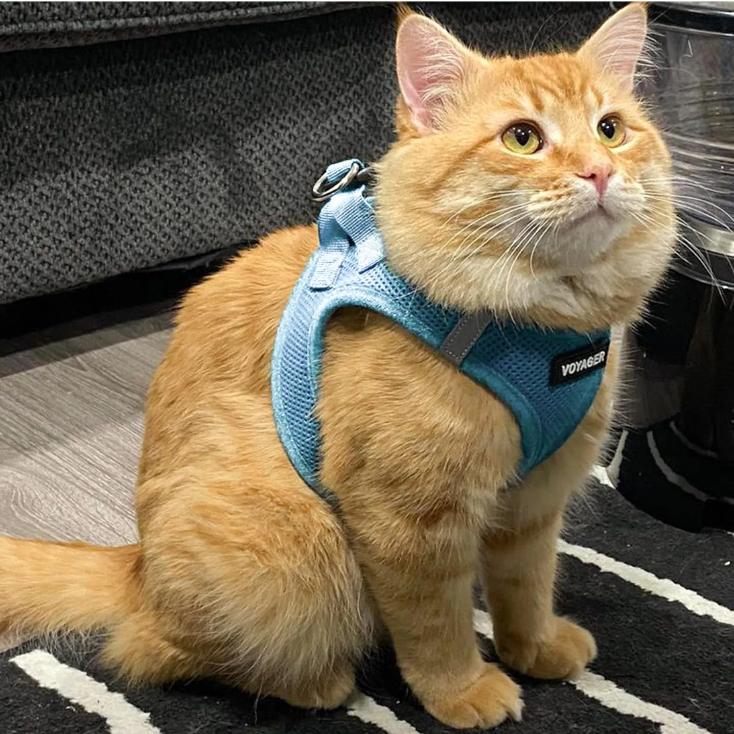 Voyager Step-in Air Cat Leash Harness Set - All Weather Mesh, Step in Vest Harness for Small and Large Cats by Best Pet Supplies - Baby Blue, XXS (Chest 12-13.5")