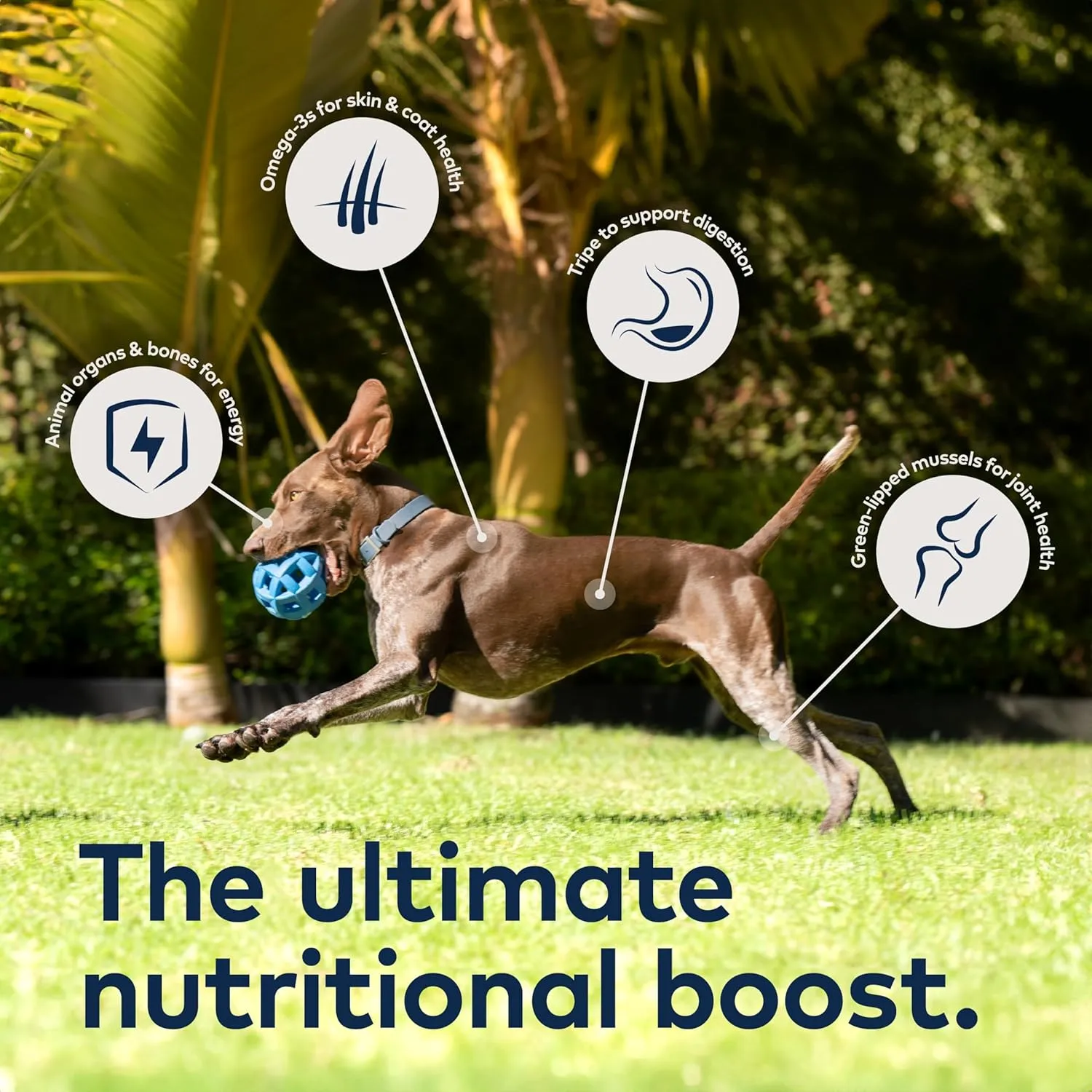 ZIWI Peak Air-Dried Dog Food  Lamb - All Natural, High Protein, Grain Free, Limited Ingredient w/ Superfoods (16oz)